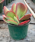 Sun Grown Kalanchoe Thrysiflora Flapjack